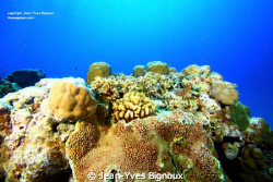 Alot of reef shots that week of diving ,about 6 dives on ... by Jean-Yves Bignoux 